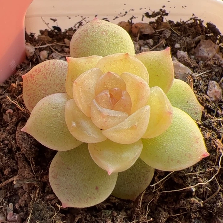 180 一物一拍尺寸不大介意勿拍