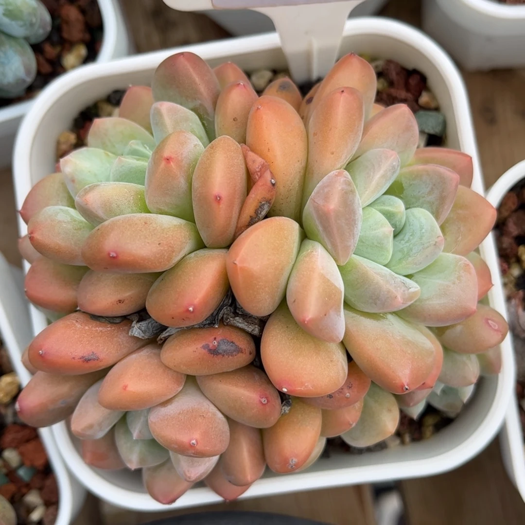 多肉植物3573 一定要拍个冷链哦