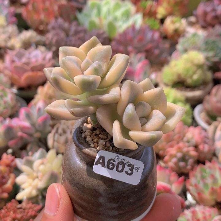 一物一拍含盆土满38包邮A603