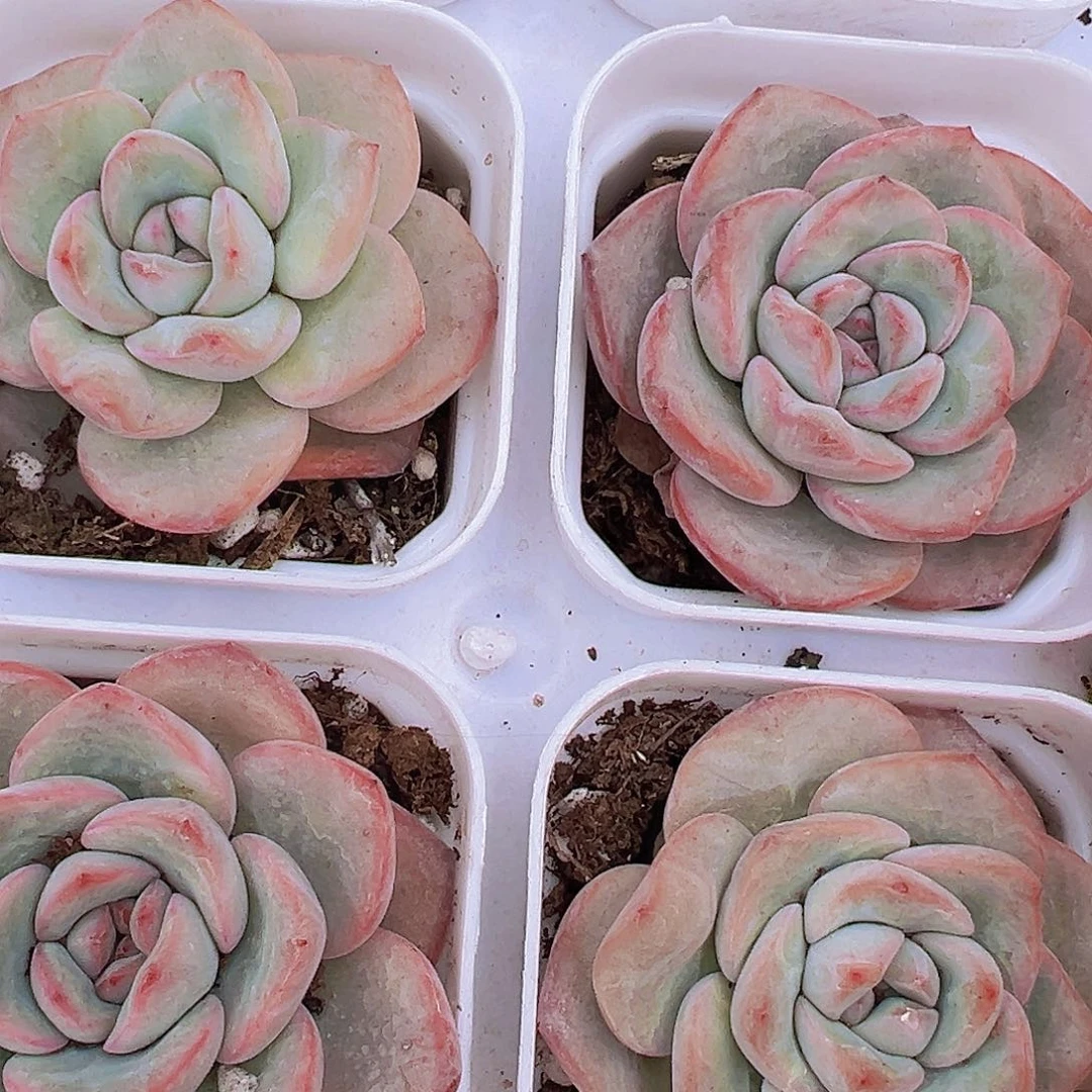 泡芙2颗19包邮多肉植物