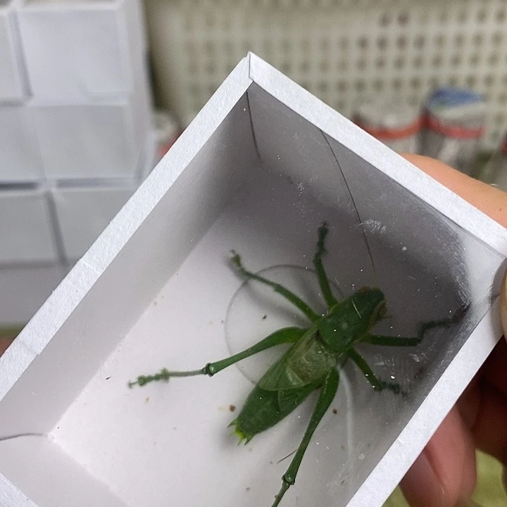 斗金山绿蝈蝈一只