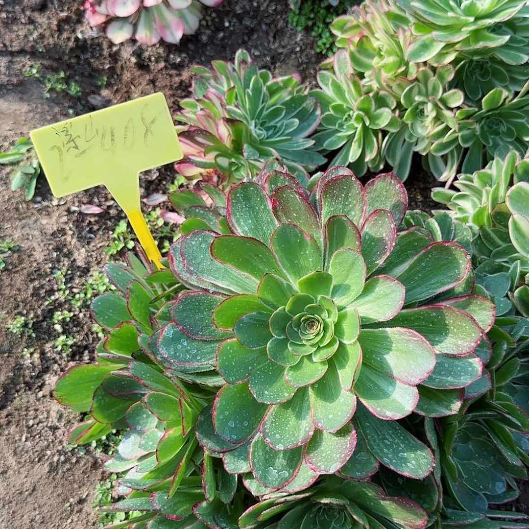 2-468--多头多肉植物莲花座