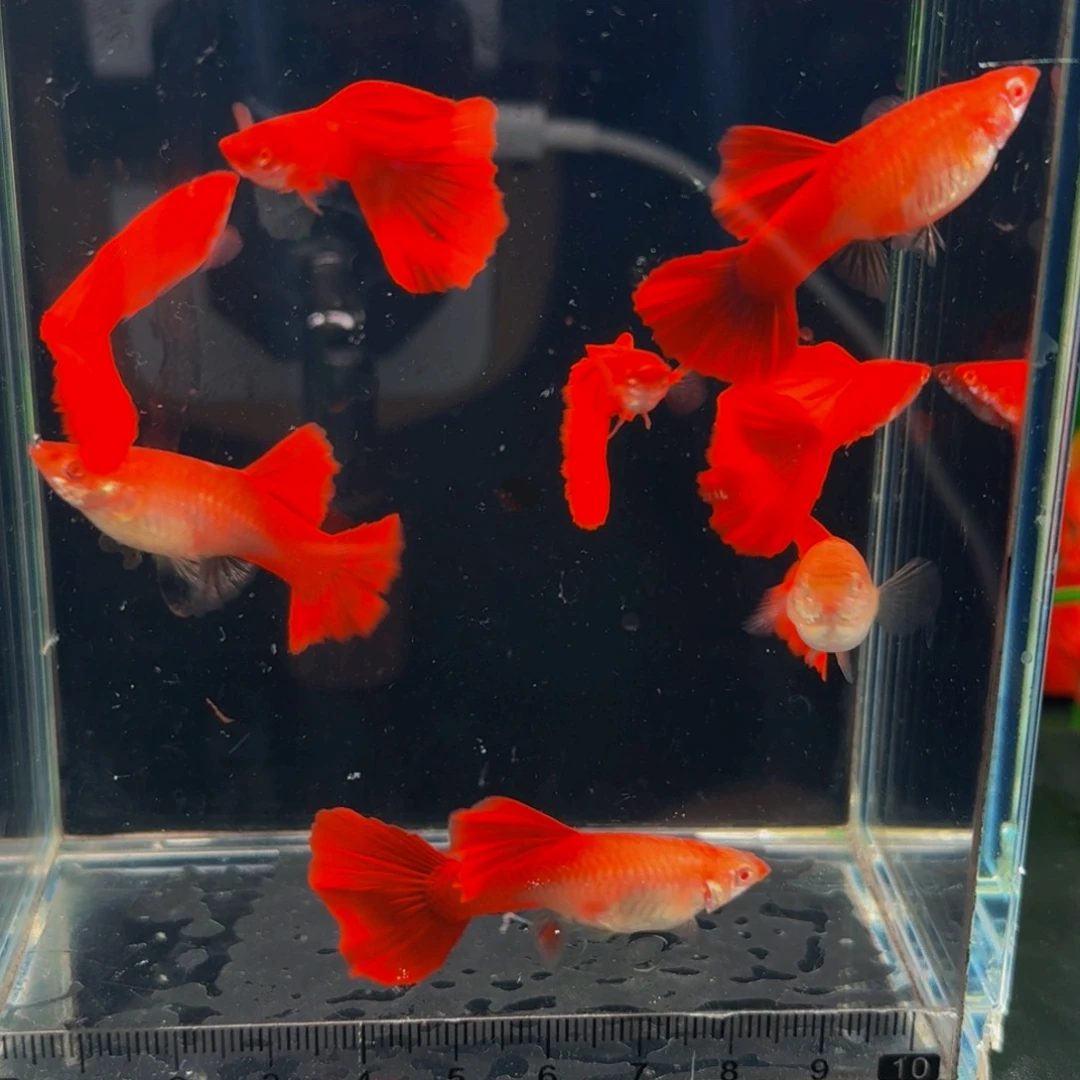 孔雀鱼高级大背大帆血红1对，58的