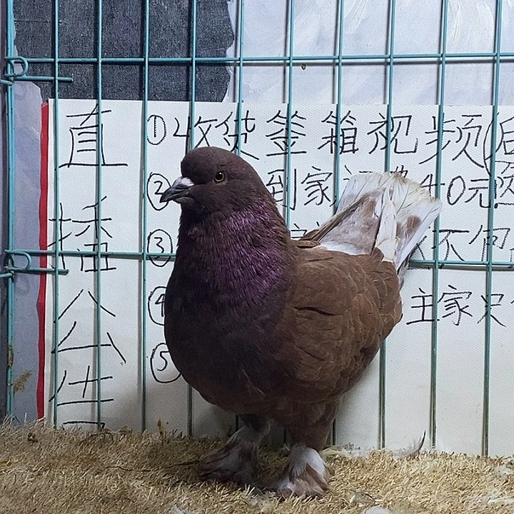 3中国大陆散装红