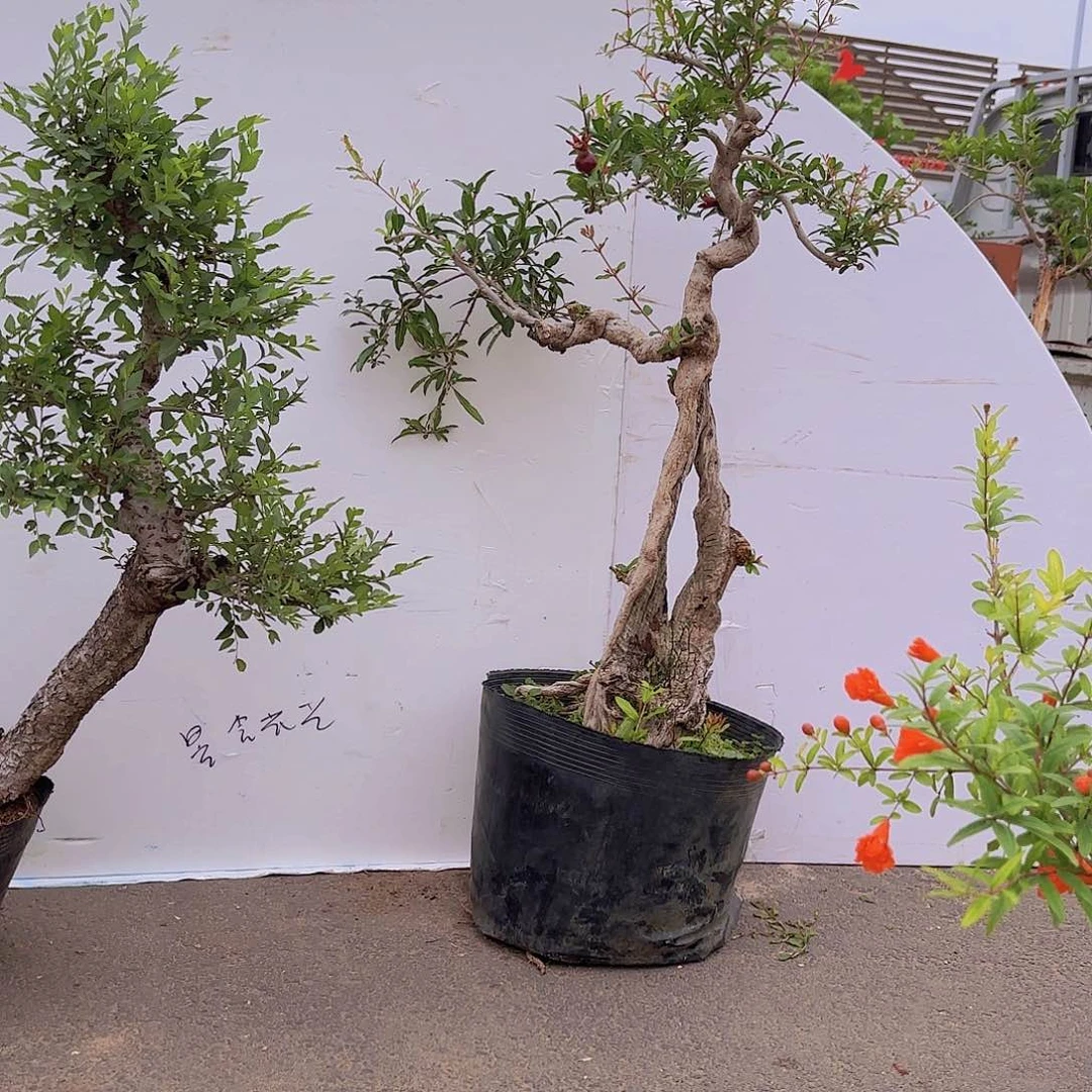 当前无花朵，栽培后可花朵石榴盆景造型盆栽花卉