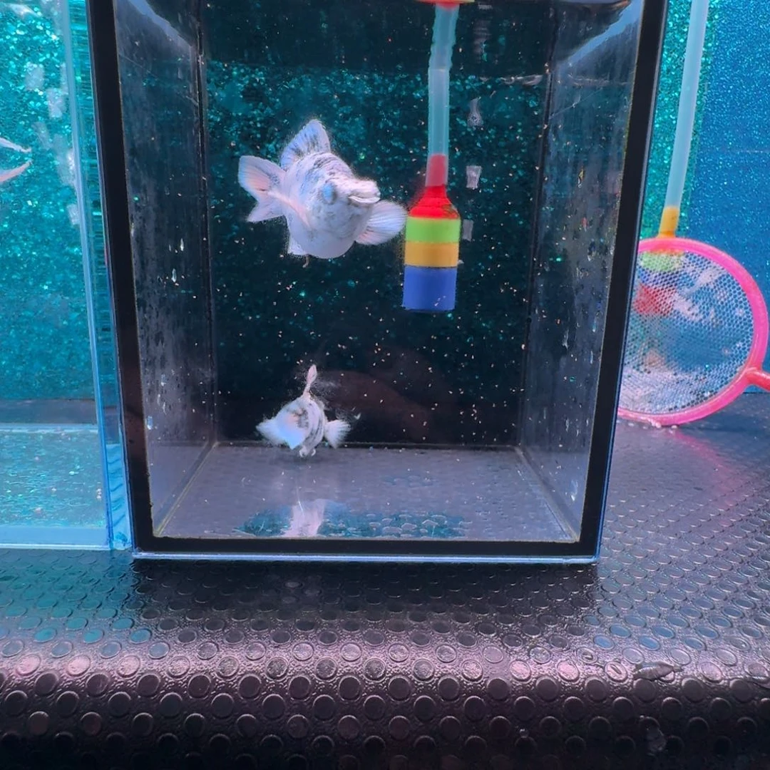 黑玛丽鱼518号玛丽2条