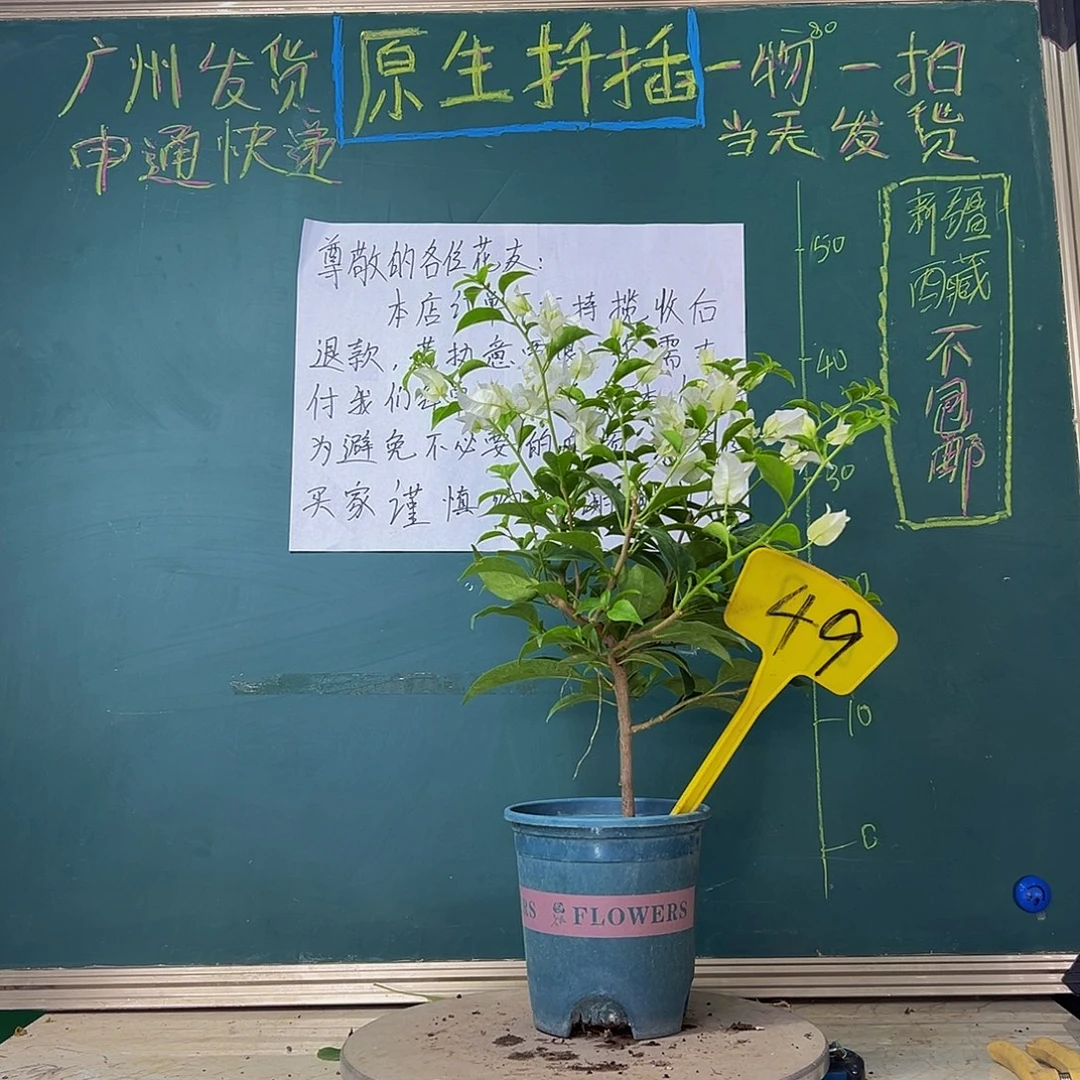 当前无花栽培后可以开花白雪公主49