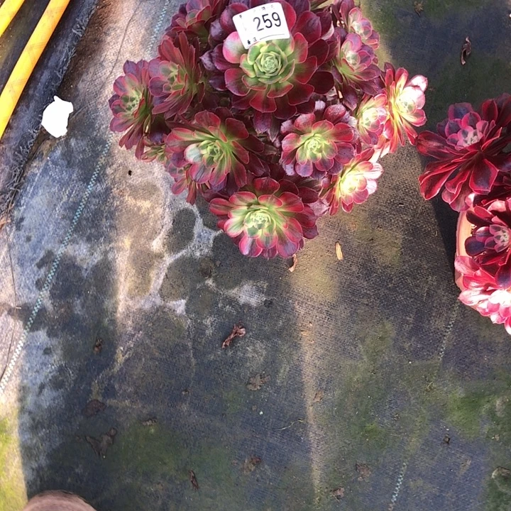 安娜多肉2590000000