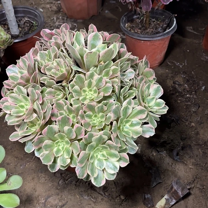 雅***苑多肉植物法师女妖69