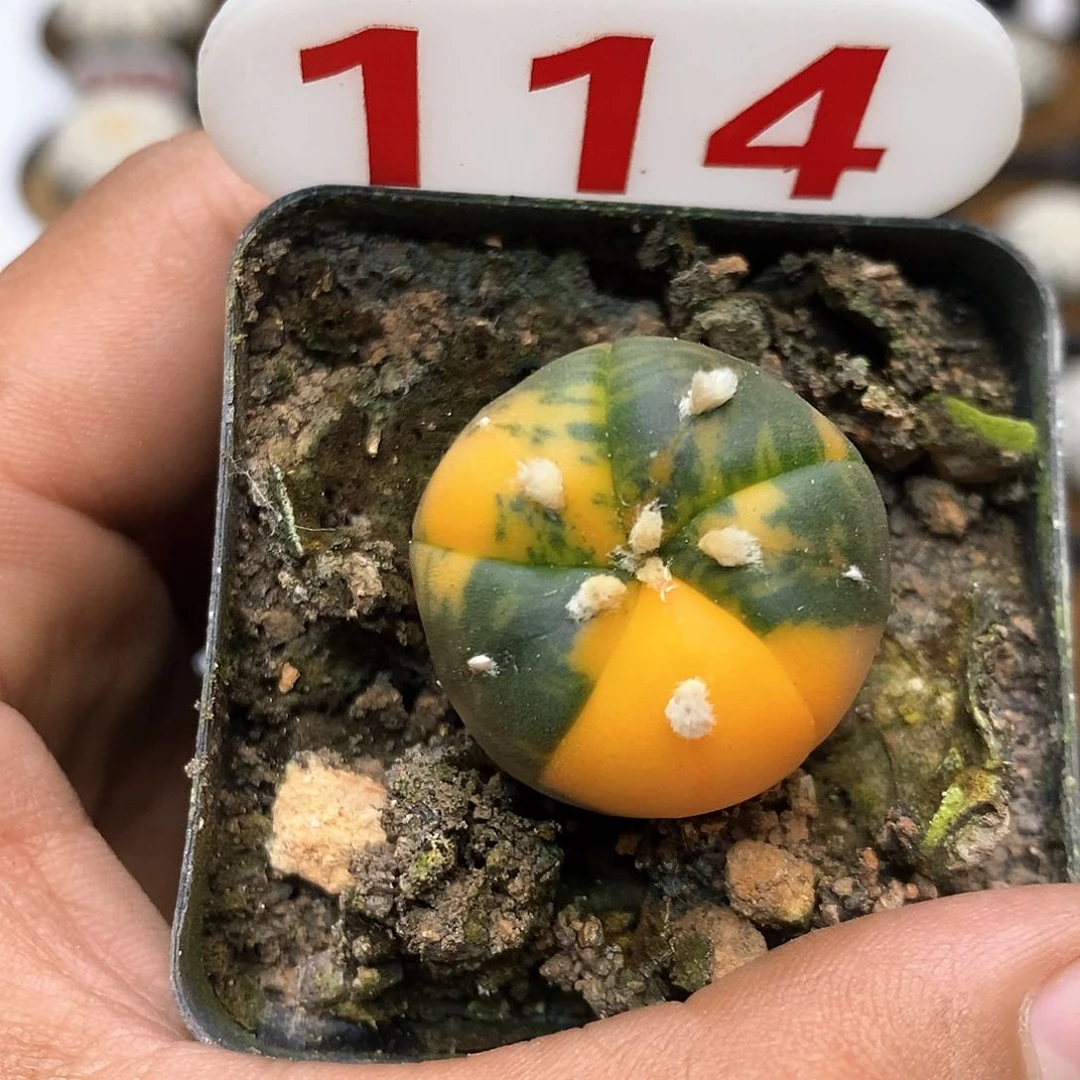 114福利特价咯，福利特价咯