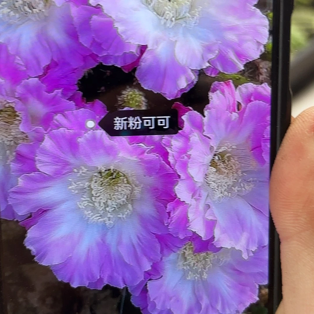 新粉可可彩侧牙20包邮47