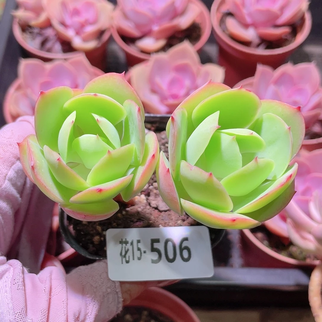 花利美15-506碧桃