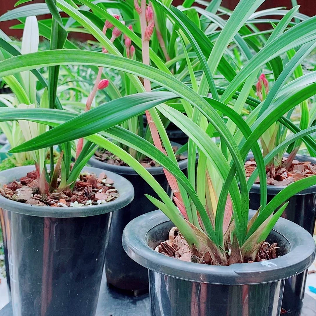 完全开放兰*一物一拍