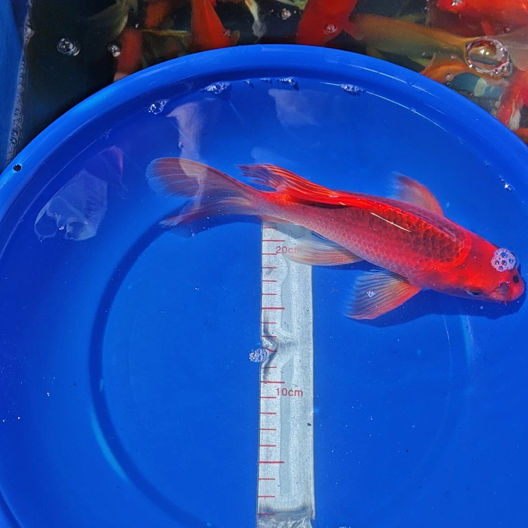 中国大陆冷水观赏鱼蝴蝶鲤