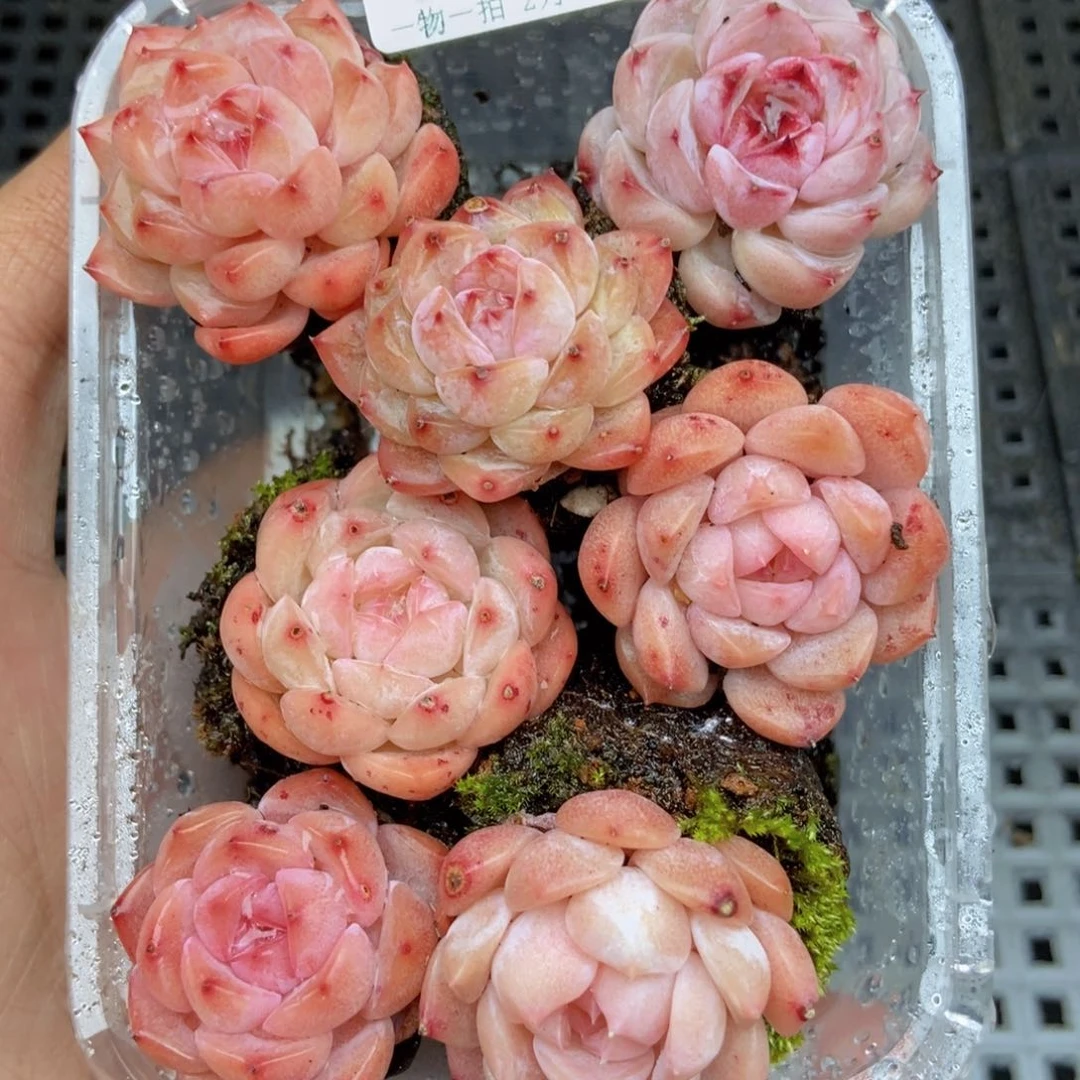 春泥家框拍链接E22