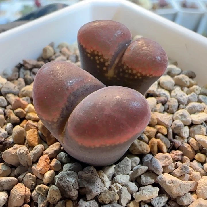 多肉植物10.14.风铃32号