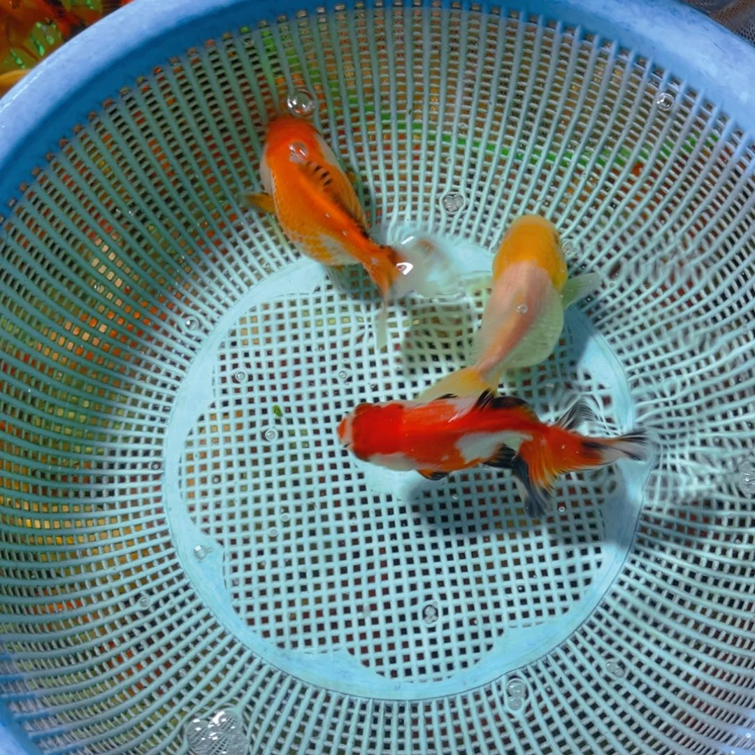 海水鱼花泰狮金鱼57