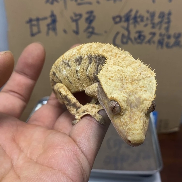 睫角守宫2025.12.11十九