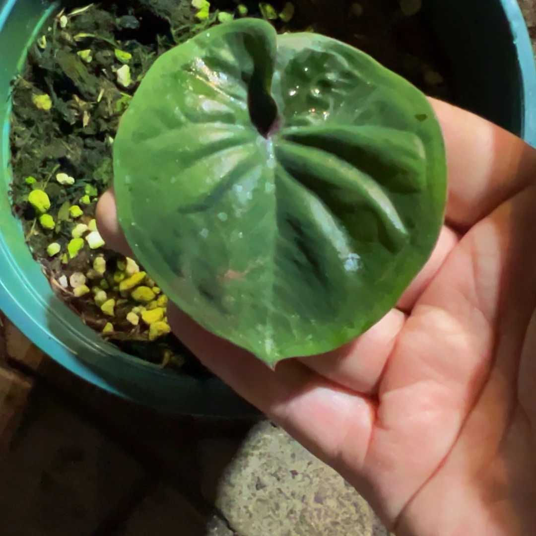 可***心完全开放5995泰彩