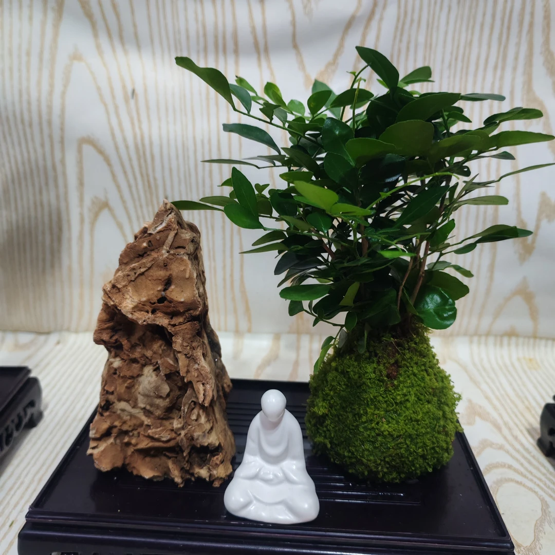 【苔藓球石头】水培植物桌面客厅懒人好养花卉办公室绿植盆栽