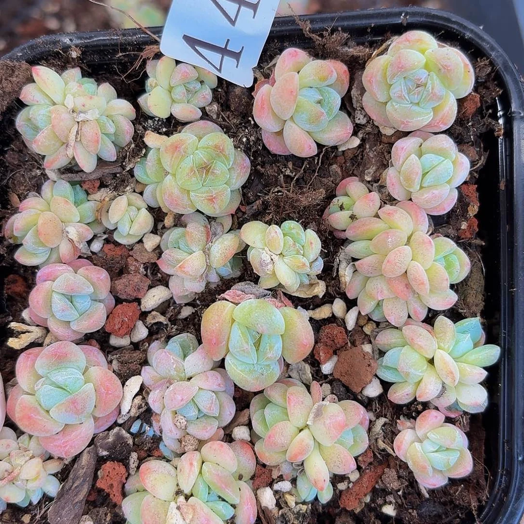 多肉植物多肉植物449