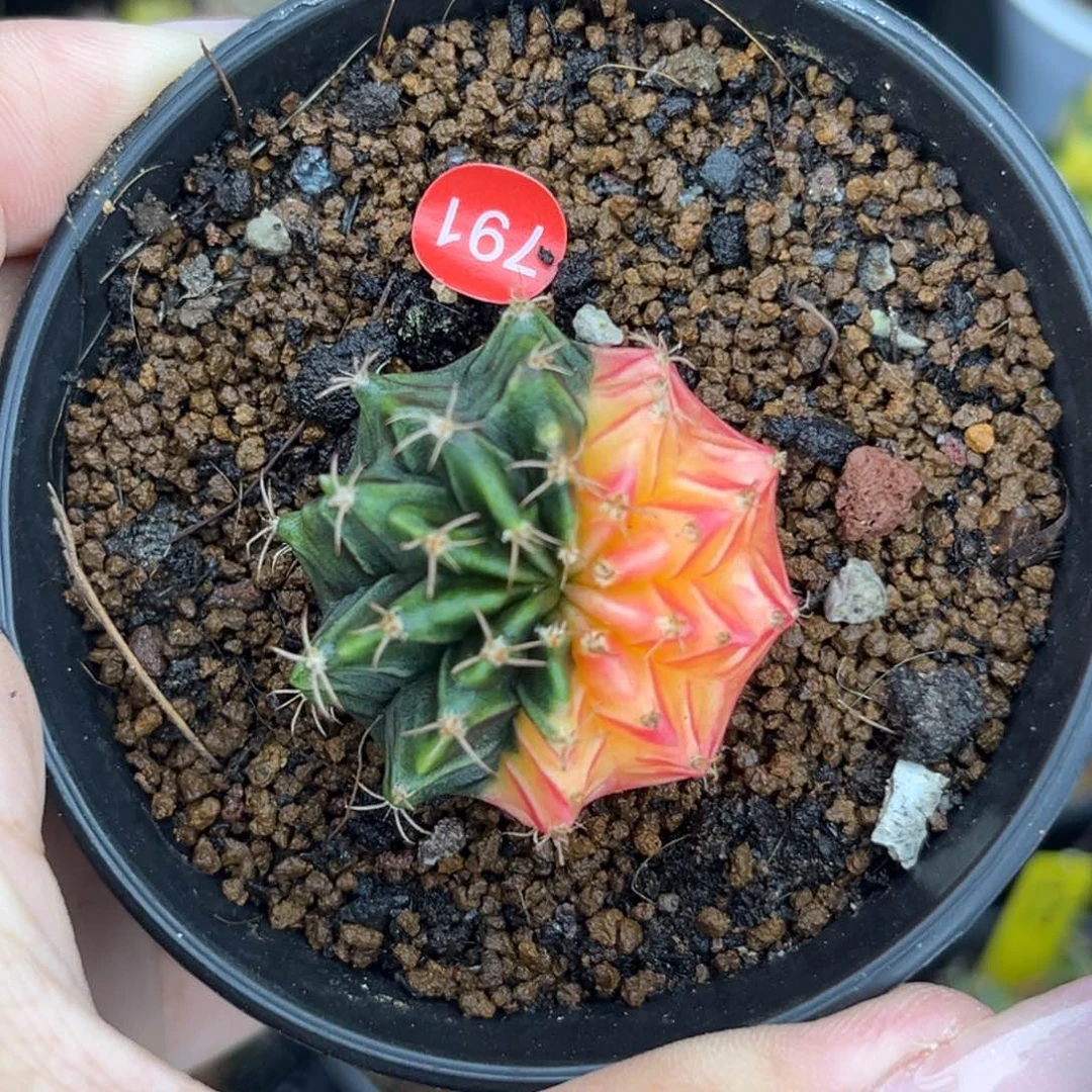 791 带盆土发货 特价捡漏
