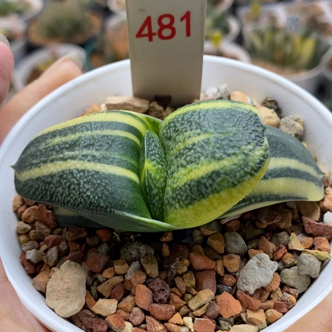 481珍珠卧牛锦一物一拍