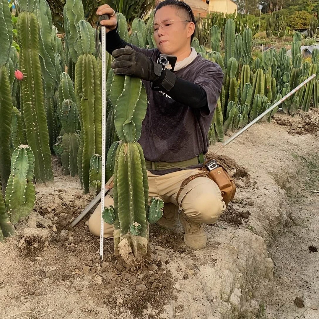 秘鲁苹果高70-80公分有根有侧枝量拍侧枝有瑕