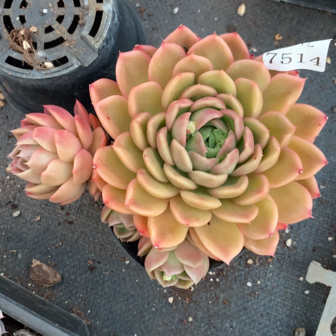7514杂交多肉植物