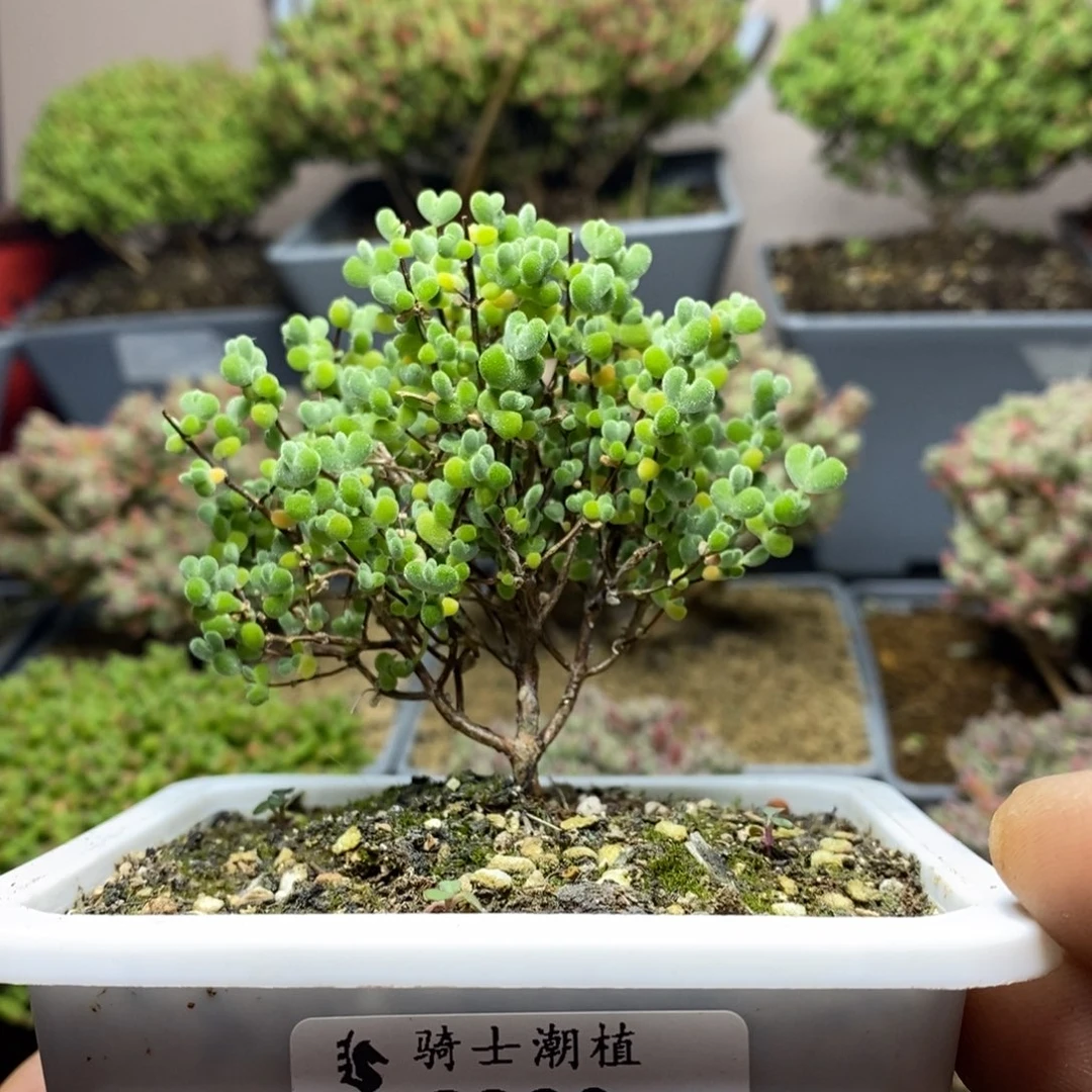 329实生莱斯枝干