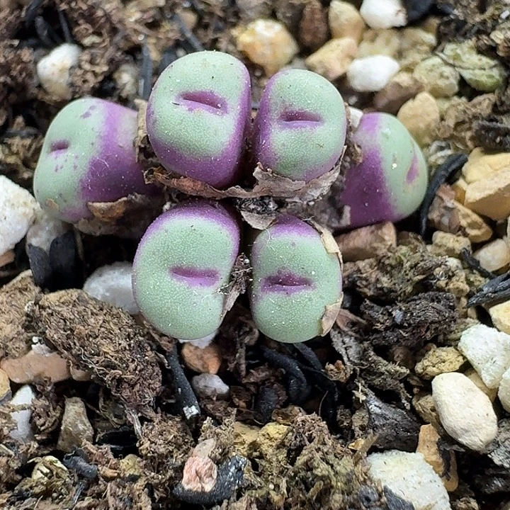 老马生石花p嘴946