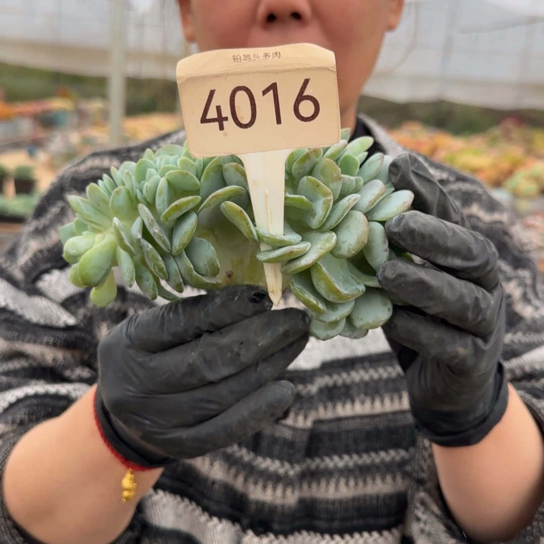 红***驴4016。       奶茶缀