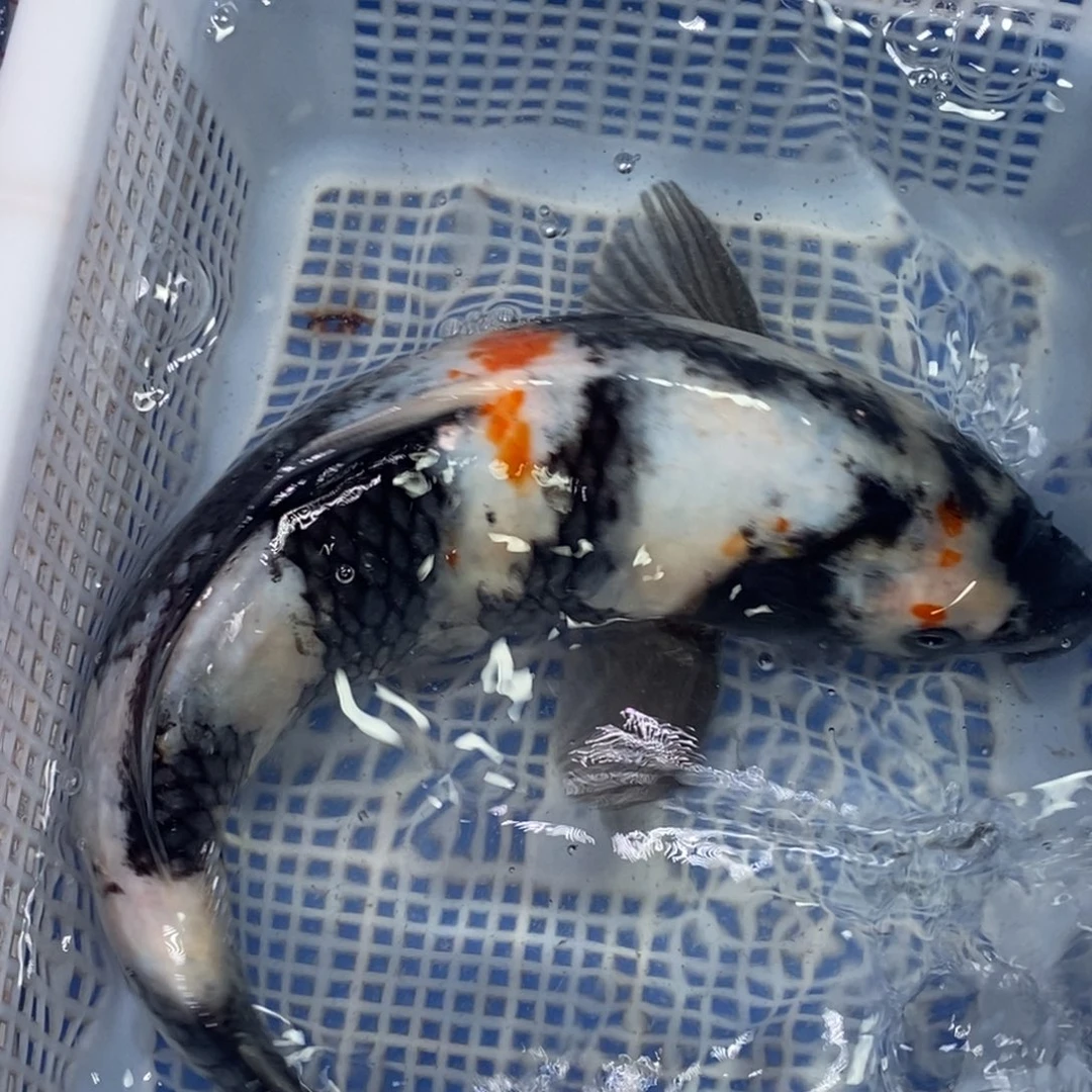 锦鲤冷水锦鲤包邮