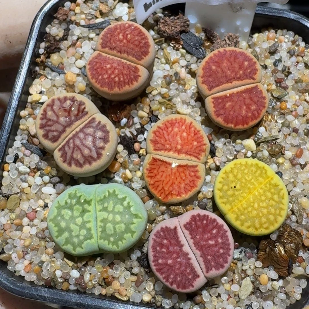 zzzzz精品生石花345