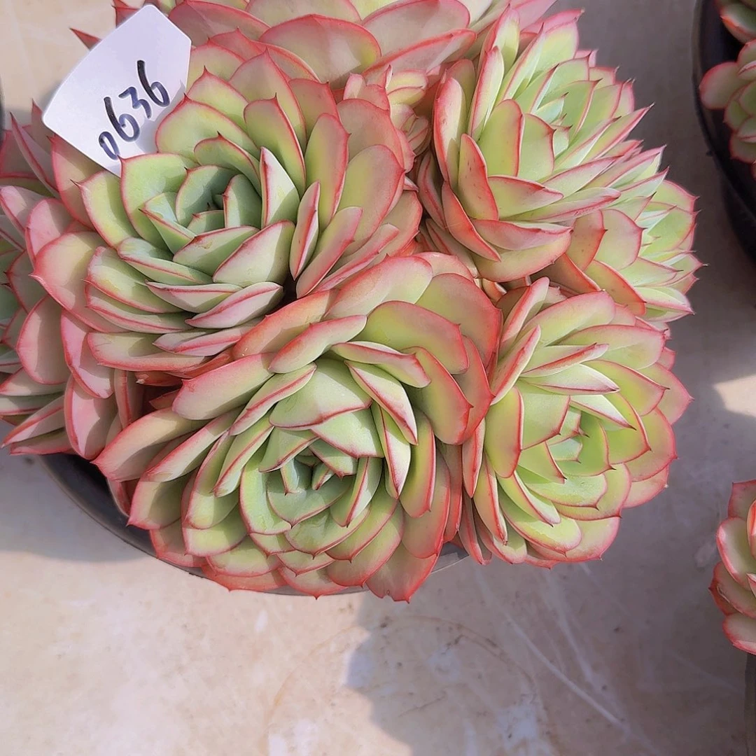 笑**初0636牡丹亭多肉