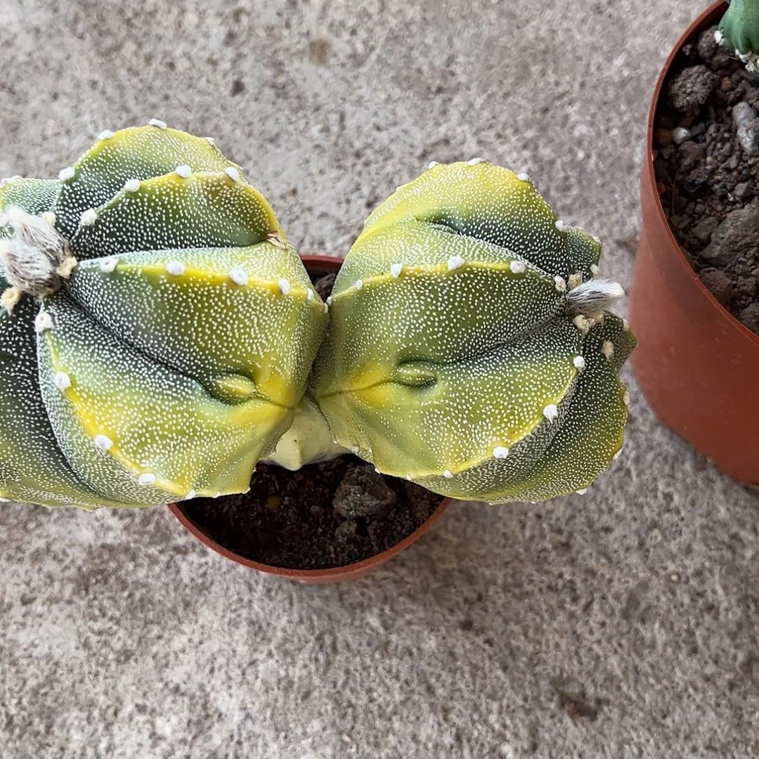 无花朵小****?鸾凤都是生根双头一颗