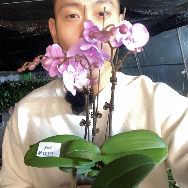 无花朵禹城王子开花