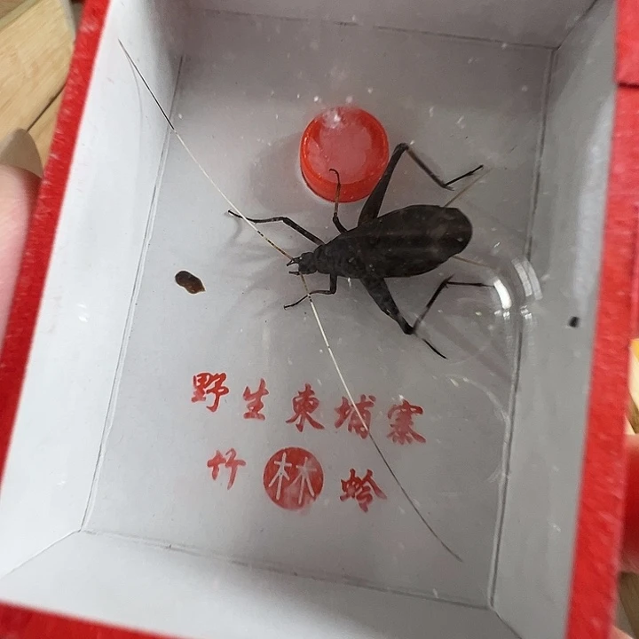 一只云南中蟋合适