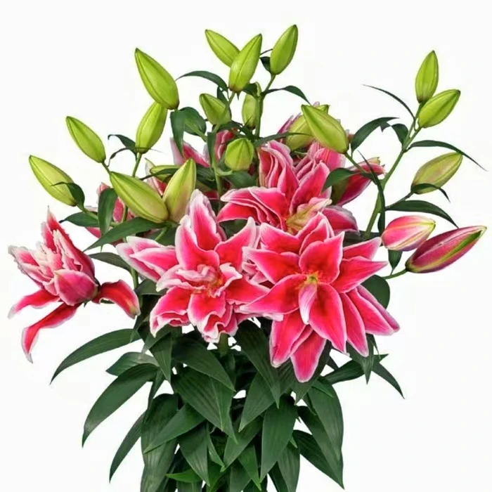 四季可种《吉拉14/16》进口1颗重瓣香水百合