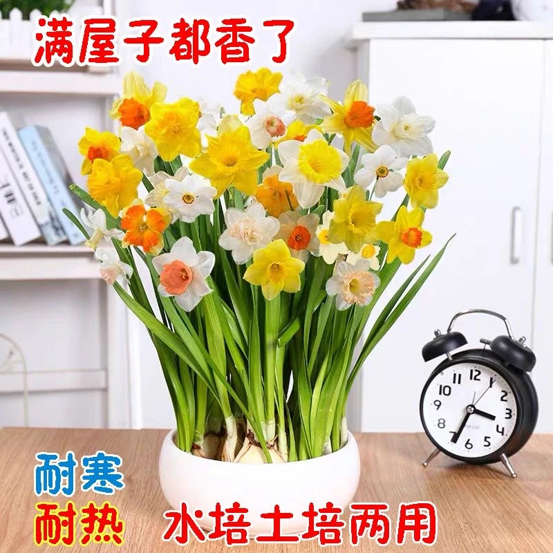 水仙花种球水培室内花盆栽水养植物冬季好养耐寒种子四季种植花卉