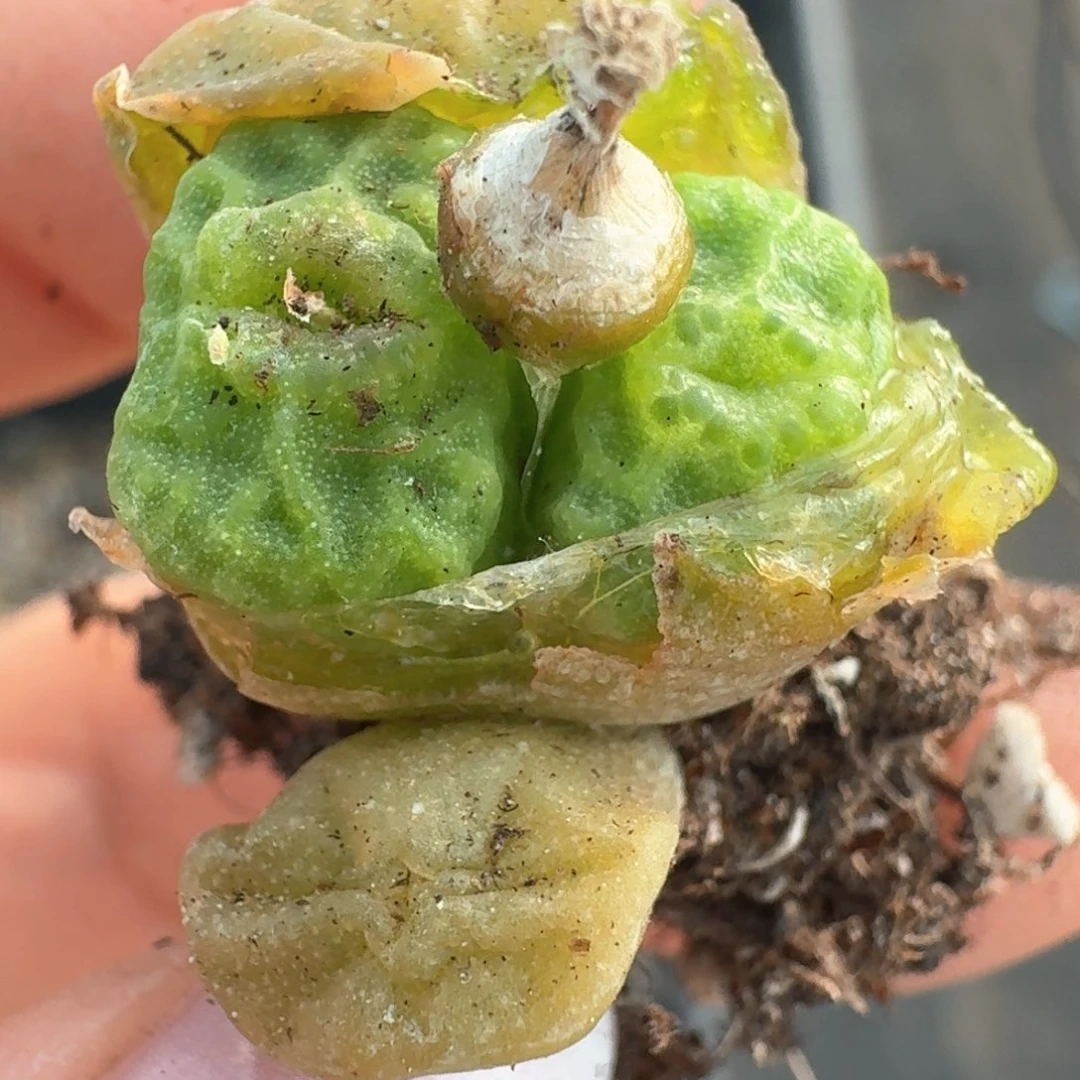 304烧卖1410.66。 00000