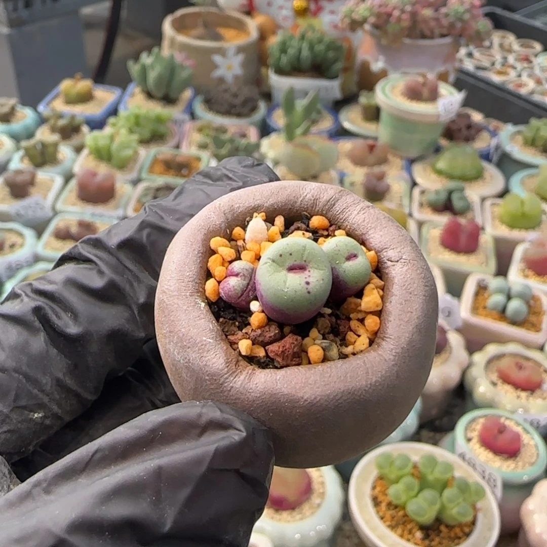 4910--一物一拍 带盆 1380b