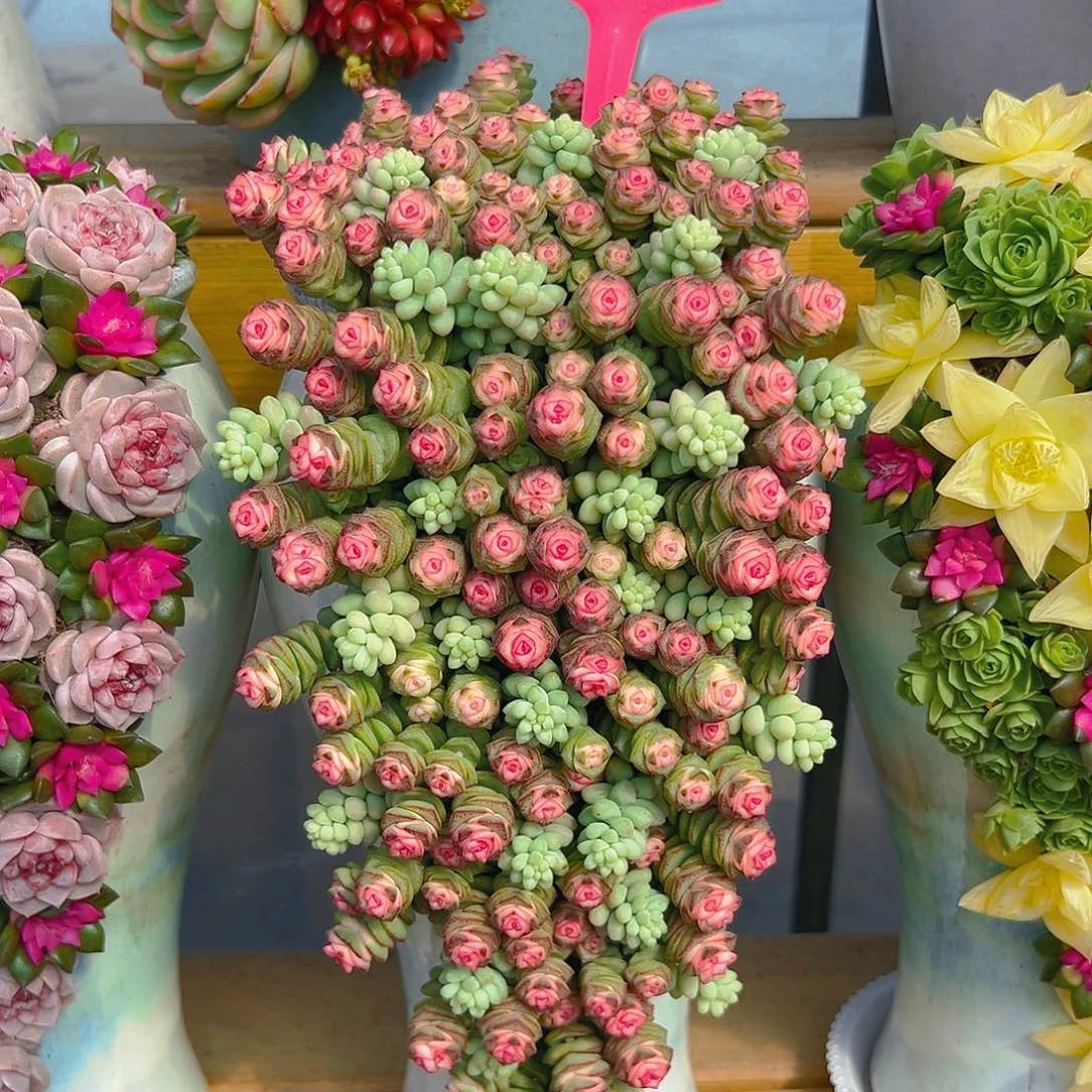 013钱朵朵花园组合