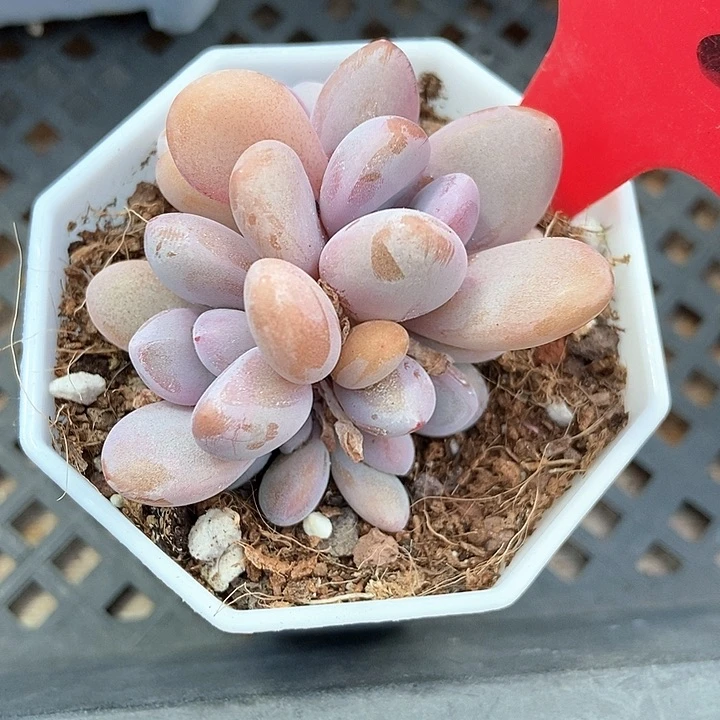 多肉植物粉兔五头1287