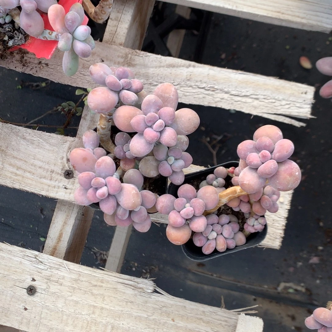 桃蛋老桩两颗不带盆1号