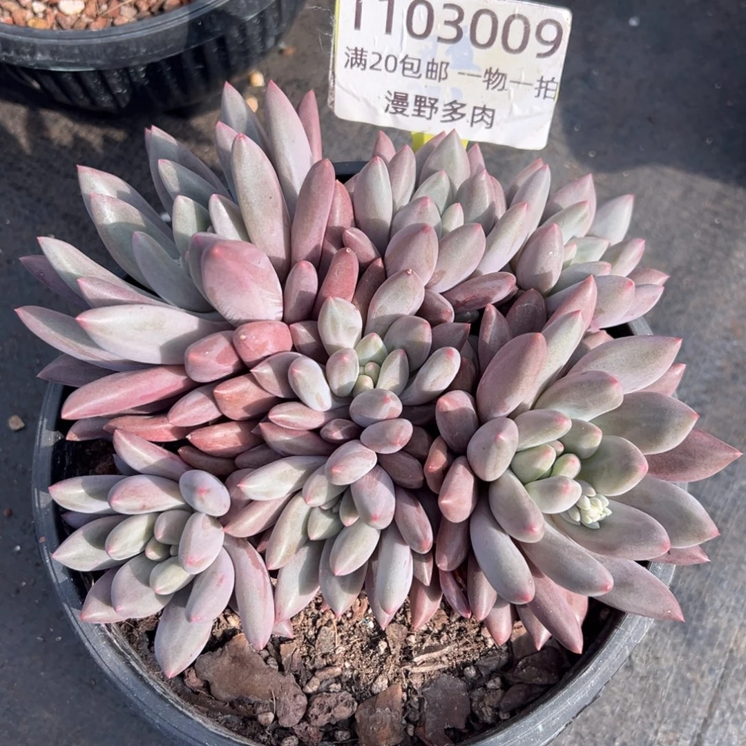 11103009 水晶球美人群生