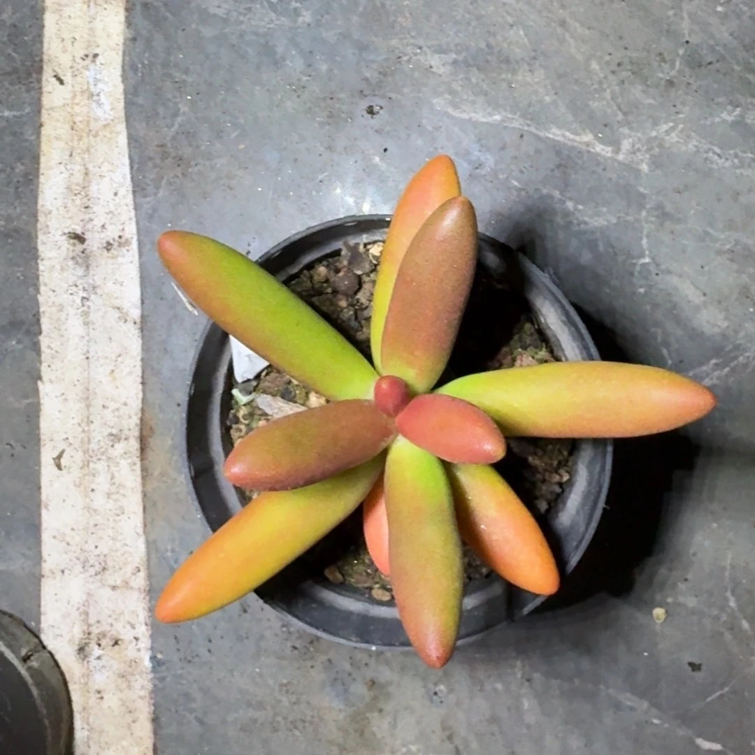 椰子树 单头 一物一拍