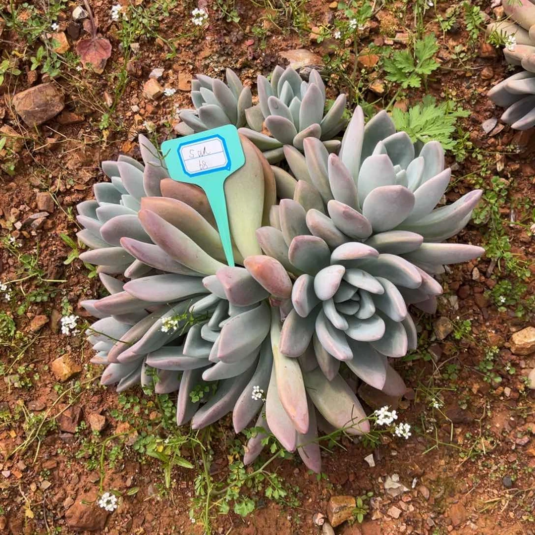 *️****小雨多肉sun奥普