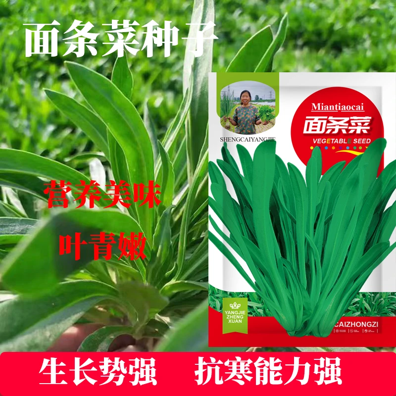 野生面条菜种子四季播种农家新鲜野菜种子