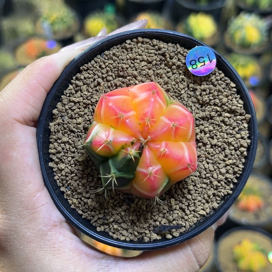 158   带盆土发货
